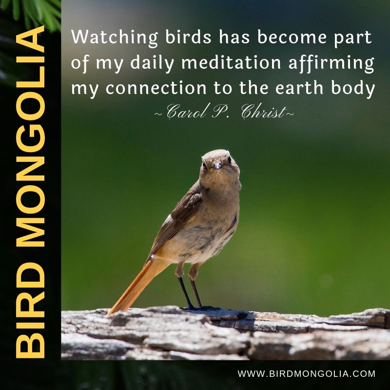 mongolia birding tours 